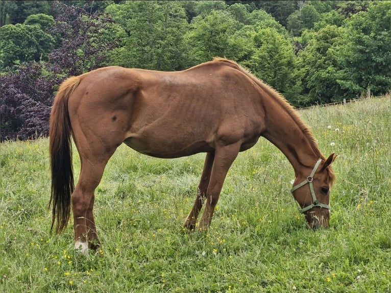 Thoroughbred Mare 18 years 15,1 hh Chestnut-Red in Mildenau