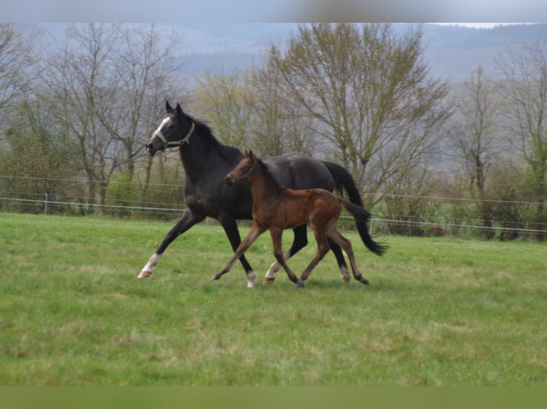 Thoroughbred Mare 18 years 16 hh Bay-Dark in Oberwesel