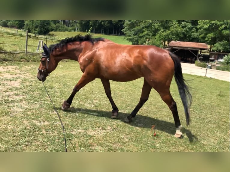 Thoroughbred Mare 18 years 16 hh Brown in Aying
