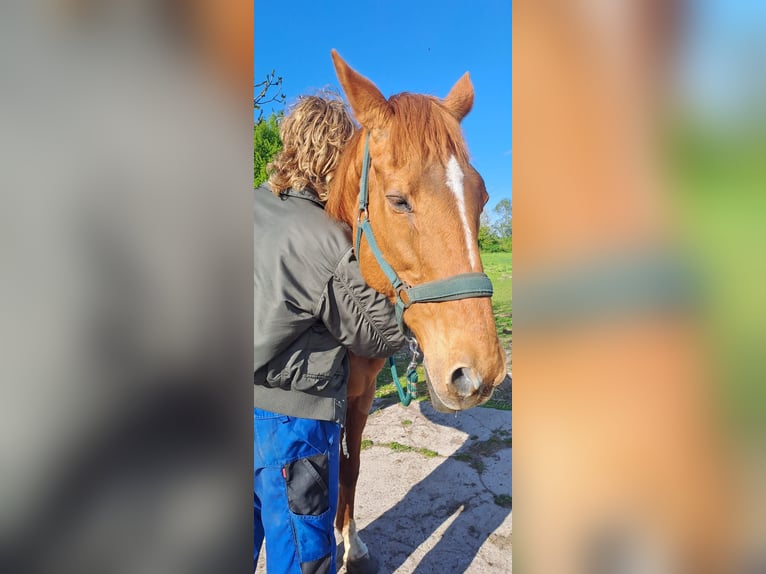 Thoroughbred Mare 18 years 16 hh Chestnut-Red in Walkendorf