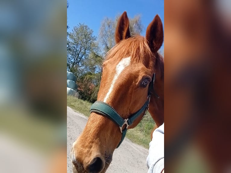 Thoroughbred Mare 18 years 16 hh Chestnut-Red in Walkendorf