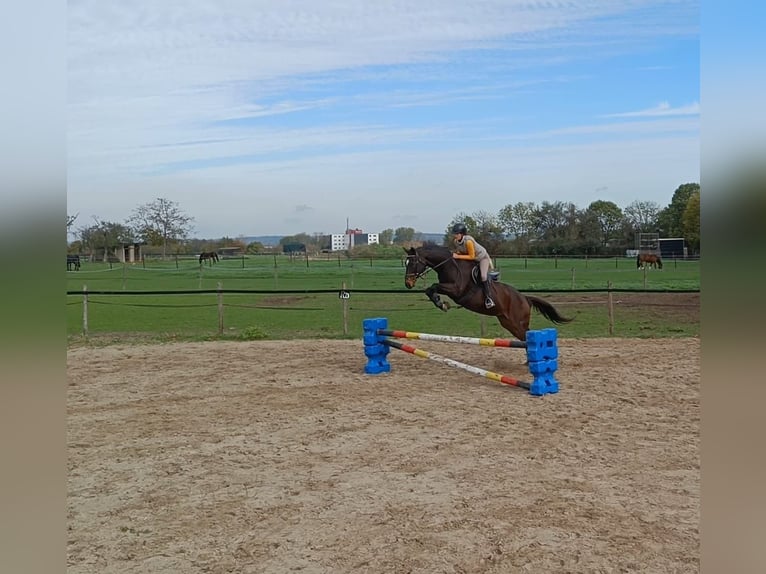 Thoroughbred Mare 18 years Brown in Heinsberg