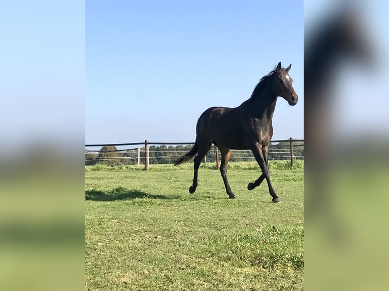 Thoroughbred Mare 18 years Brown in Heinsberg