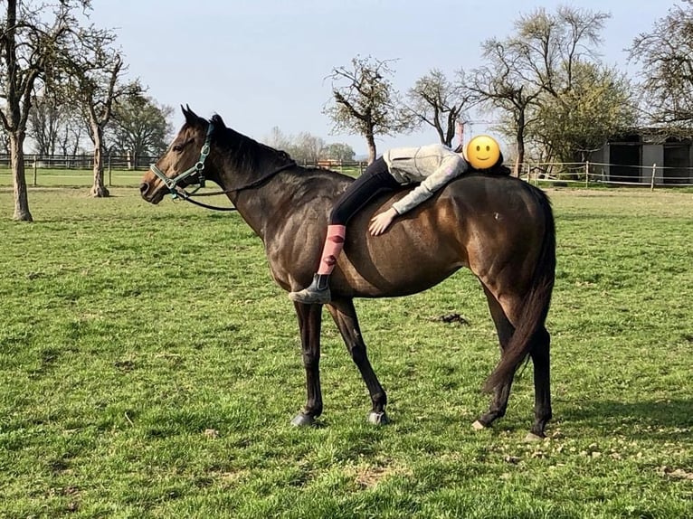 Thoroughbred Mare 18 years Brown in Heinsberg