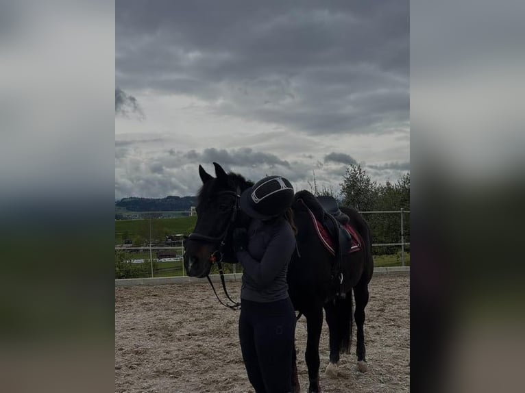 Thoroughbred Mare 19 years 14,2 hh Bay-Dark in Bazenheid
