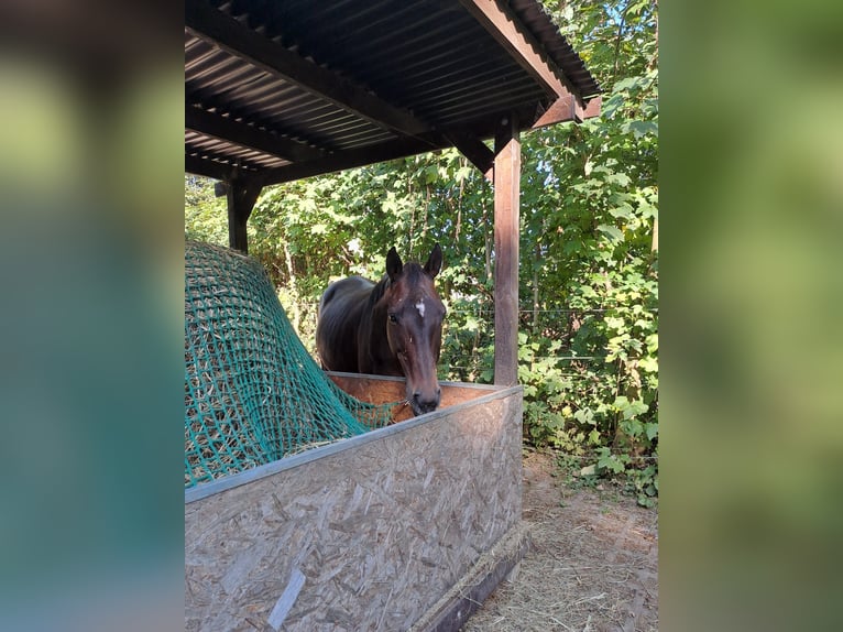 Thoroughbred Mare 19 years 15,2 hh Brown in Friedberg