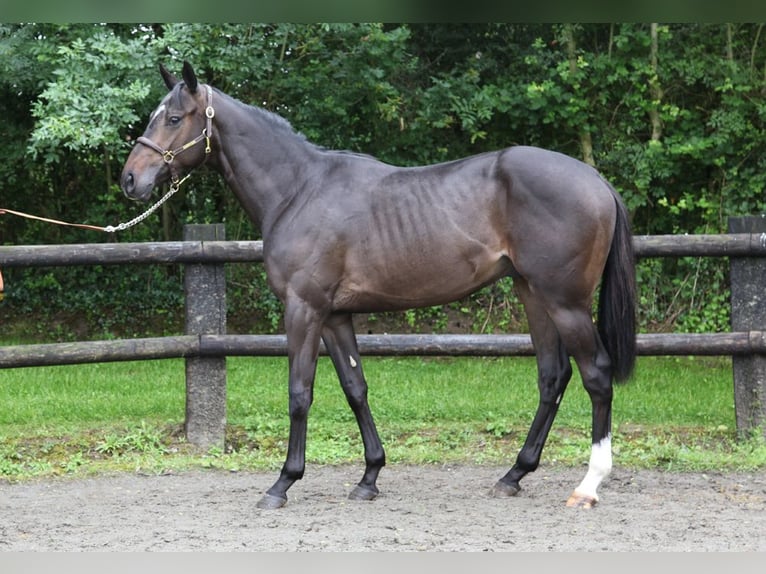 Thoroughbred Mare 19 years 16,1 hh Brown in MUNEVILLE LE BINGARD