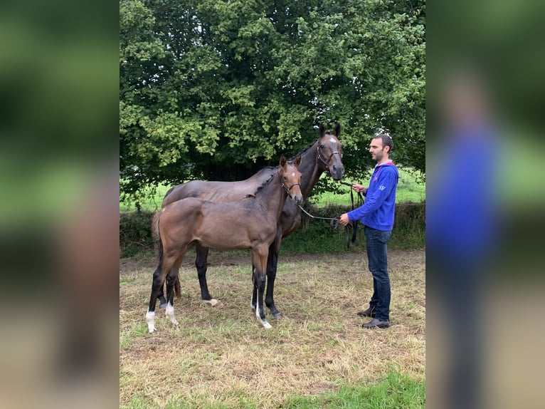 Thoroughbred Mare 19 years 16,1 hh Brown in MUNEVILLE LE BINGARD