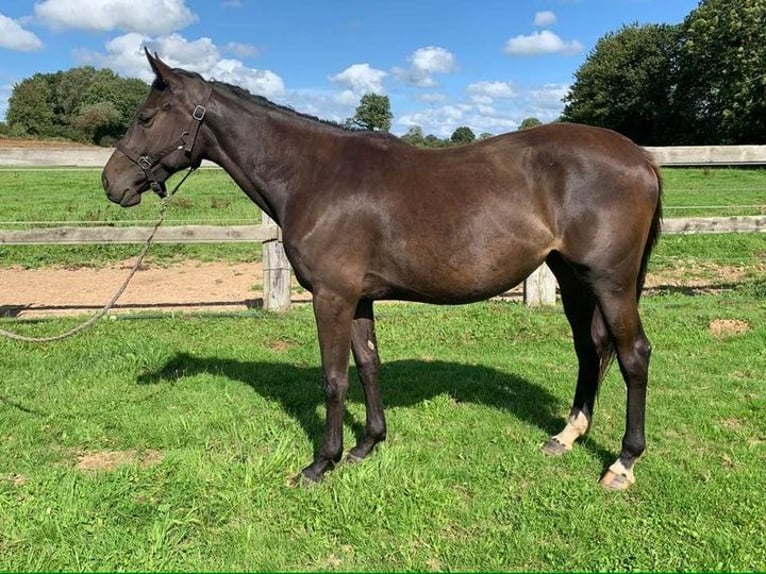 Thoroughbred Mare 19 years 16,1 hh Brown in MUNEVILLE LE BINGARD