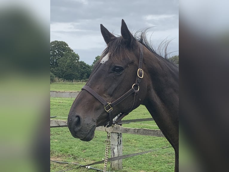 Thoroughbred Mare 19 years 16,1 hh Brown in MUNEVILLE LE BINGARD