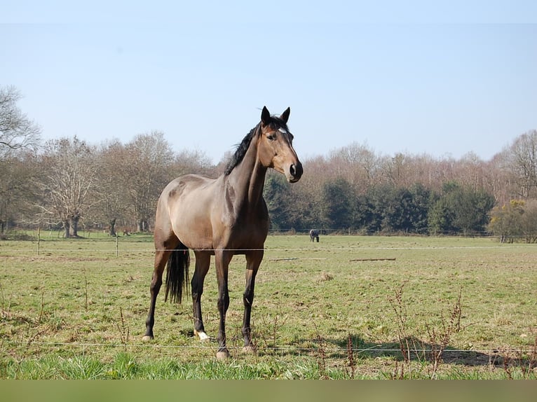 Thoroughbred Mare 19 years 16,1 hh Brown in MUNEVILLE LE BINGARD