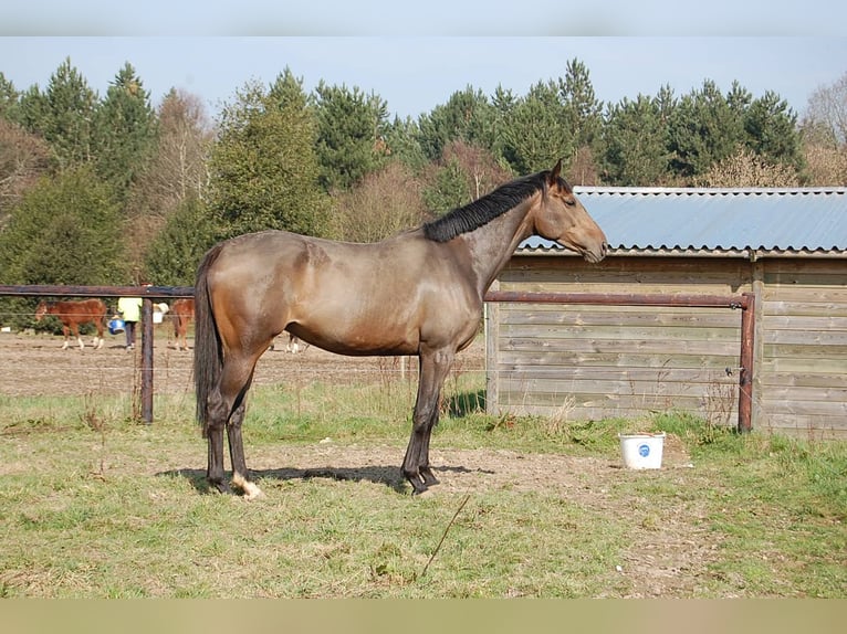 Thoroughbred Mare 19 years 16,1 hh Brown in MUNEVILLE LE BINGARD