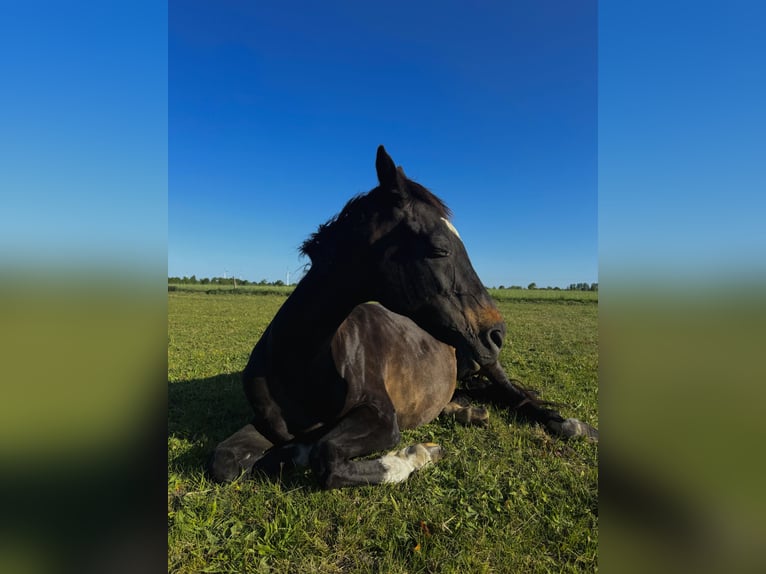 Thoroughbred Mare 19 years 16 hh Bay-Dark in Vetschau