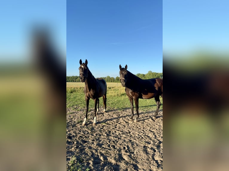 Thoroughbred Mare 19 years 16 hh Bay-Dark in Vetschau