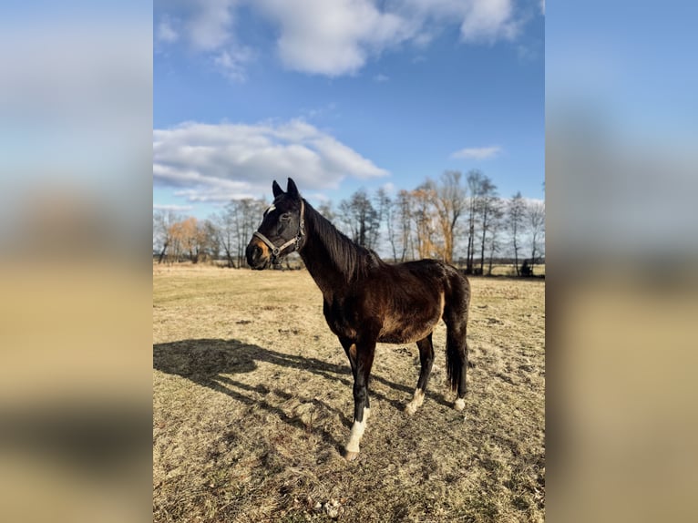 Thoroughbred Mare 19 years 16 hh Bay-Dark in Vetschau