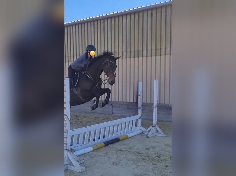 Thoroughbred Mare 19 years 16 hh Brown in Euskirchen
