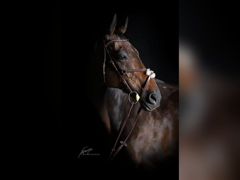 Thoroughbred Mare 19 years 16 hh Brown in Euskirchen