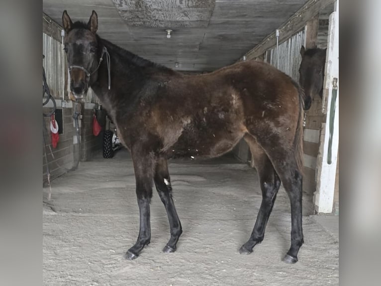 Thoroughbred Mare 1 year 13 hh in Pattersonville