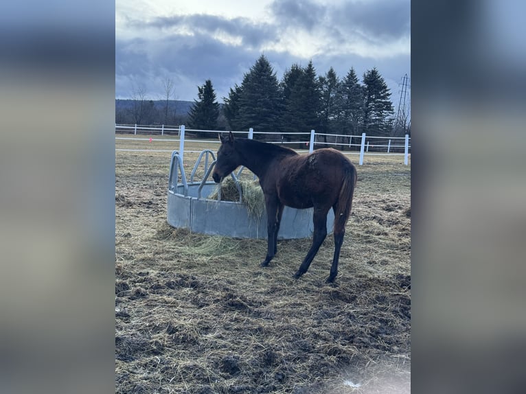 Thoroughbred Mare 1 year 13 hh in Pattersonville