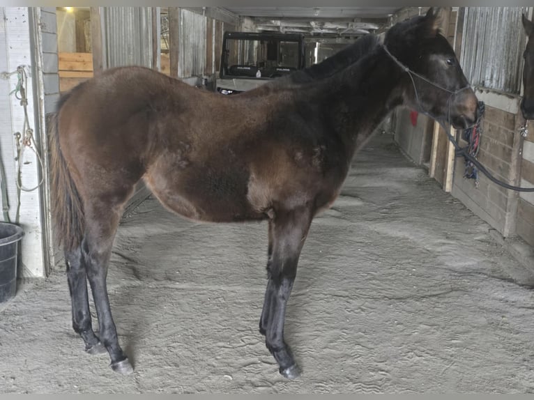 Thoroughbred Mare 1 year 13 hh in Pattersonville