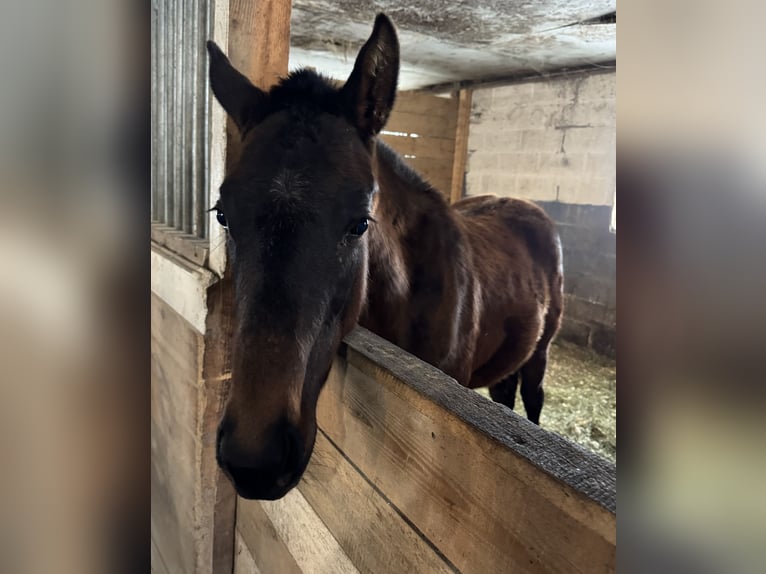 Thoroughbred Mare 1 year 13 hh in Pattersonville