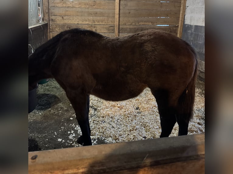 Thoroughbred Mare 1 year 13 hh in Pattersonville