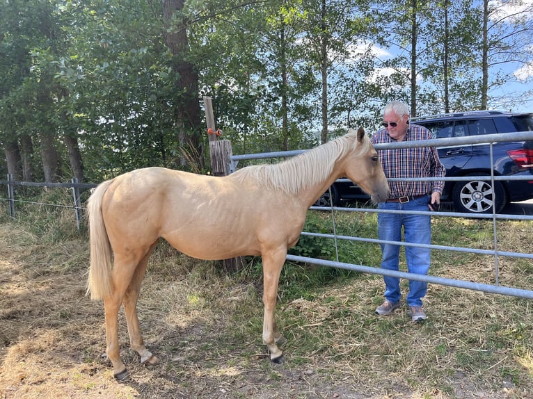 Thoroughbred Mare 1 year 14.1 hh Palomino in Lingen