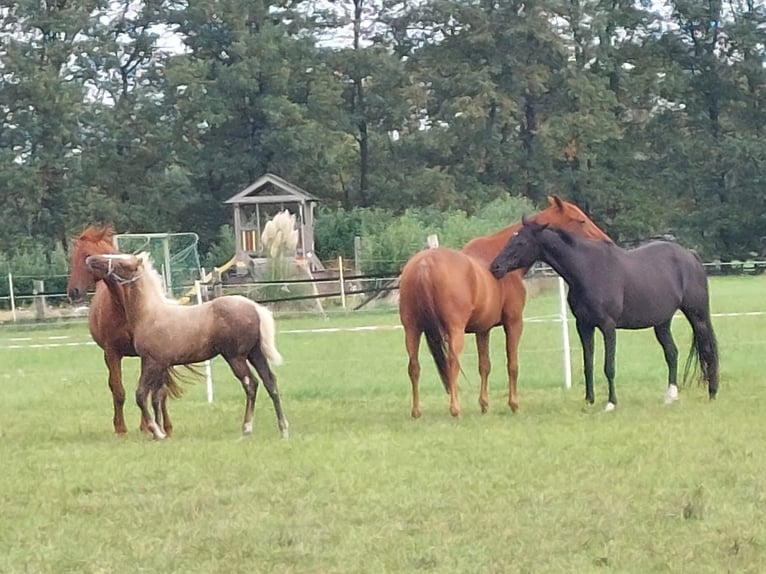 Thoroughbred Mare 1 year 14.1 hh Palomino in Lingen