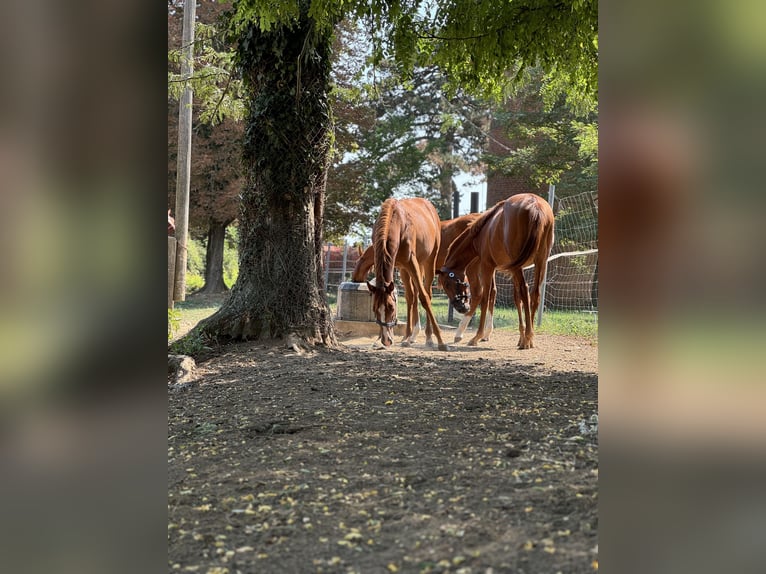 Thoroughbred Mare 1 year Chestnut in Budapest