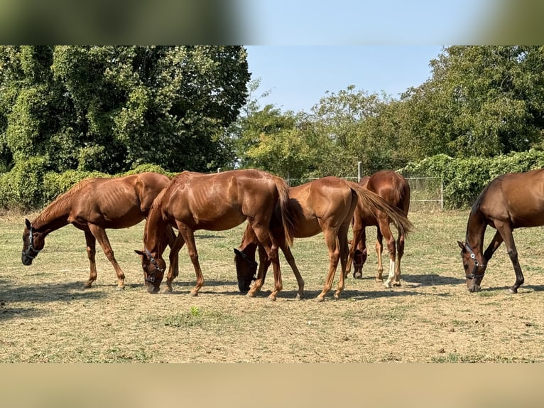 Thoroughbred Mare 1 year Chestnut in Budapest