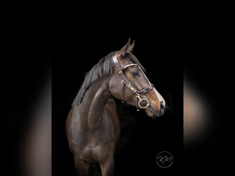 Thoroughbred Mare 1 year Chestnut-Red in Lorch