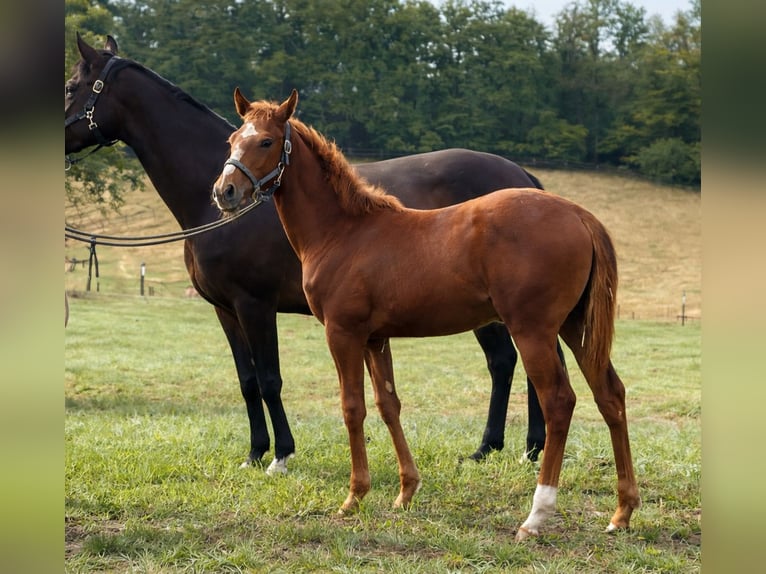 Thoroughbred Mare 1 year Chestnut-Red in Lorch