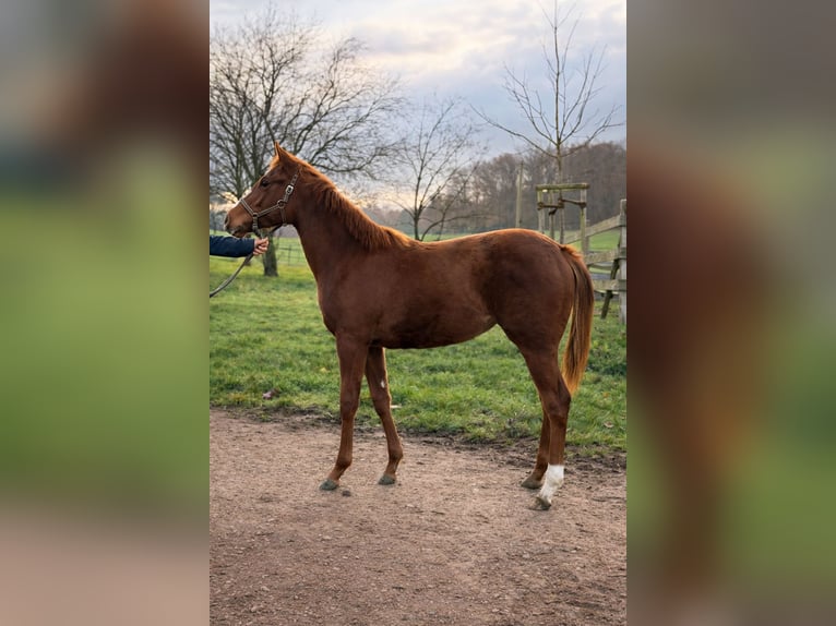 Thoroughbred Mare 1 year Chestnut-Red in Lorch