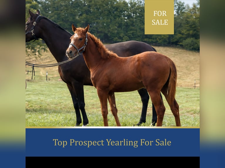 Thoroughbred Mare 1 year Chestnut-Red in Lorch