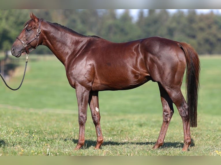 Thoroughbred Mare 1 year Chestnut-Red in Lorch