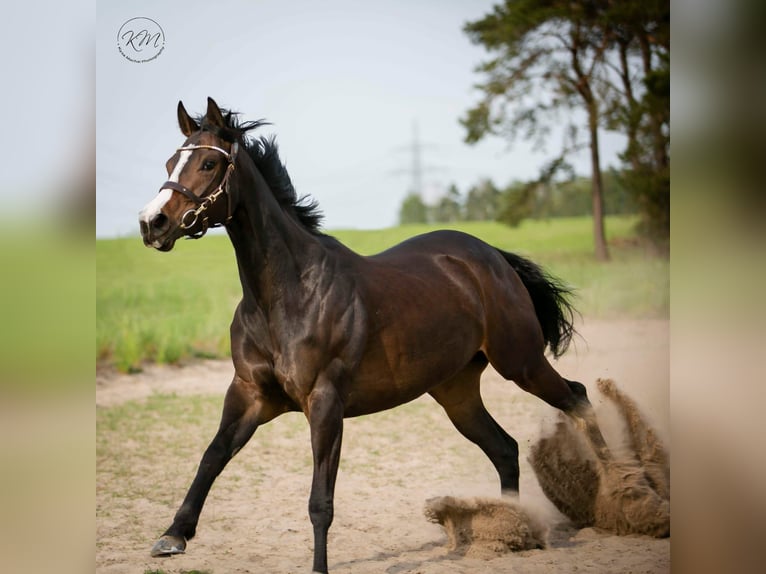 Thoroughbred Mare 1 year Chestnut-Red in Lorch