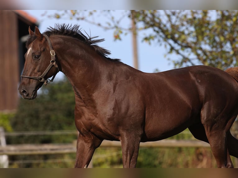 Thoroughbred Mare 1 year Chestnut-Red in Lorch