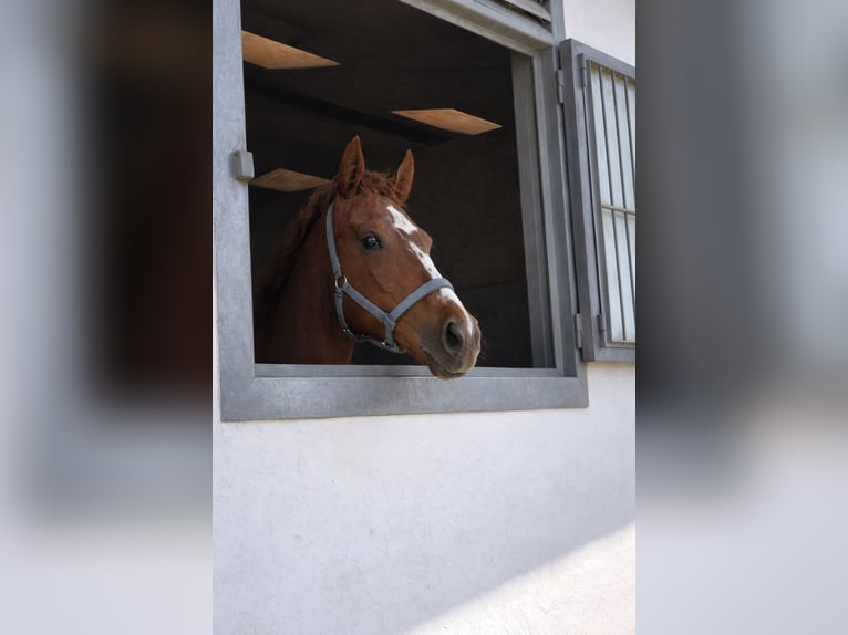Thoroughbred Mare 1 year Chestnut-Red in Lorch