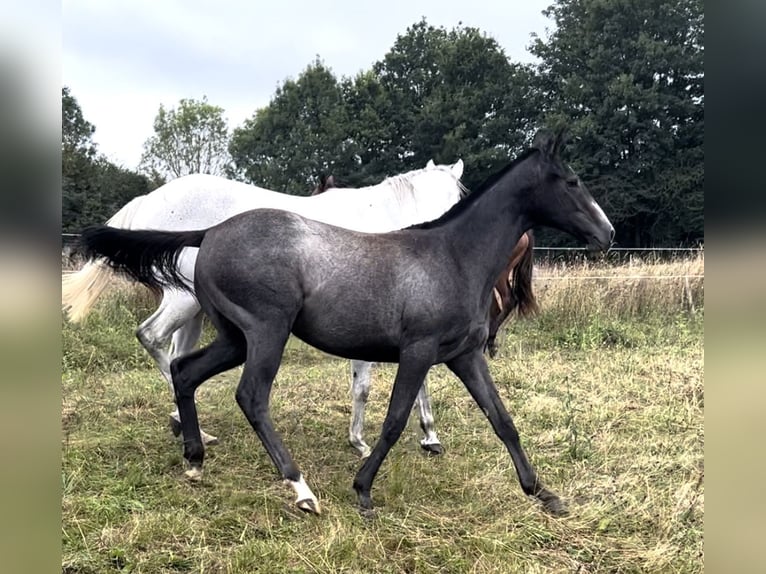 Thoroughbred Mare 1 year Gray in Ladines (Oviedo)iedo