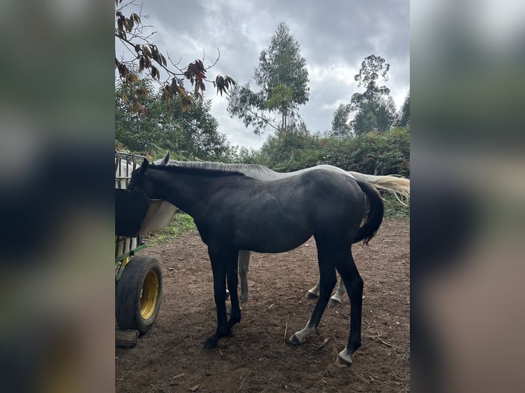 Thoroughbred Mare 1 year Gray in Ladines (Oviedo)iedo