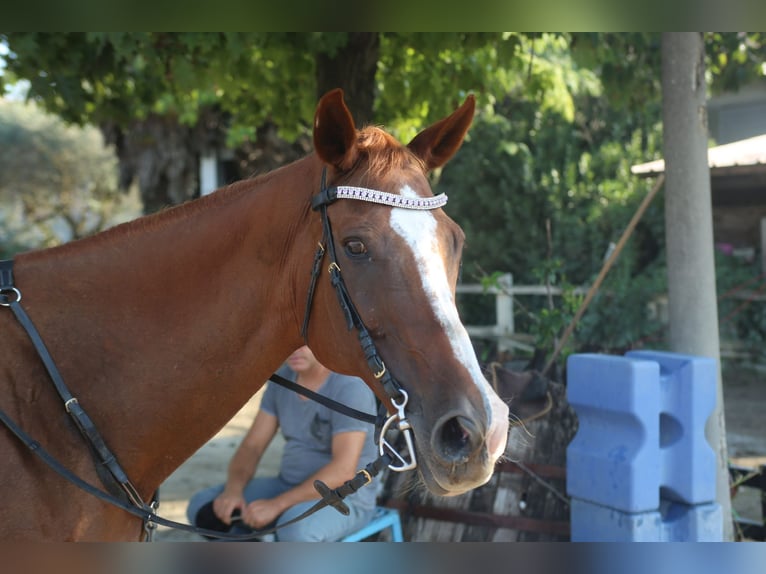 Thoroughbred Mare 20 years 15,2 hh Chestnut-Red in Sandrigo