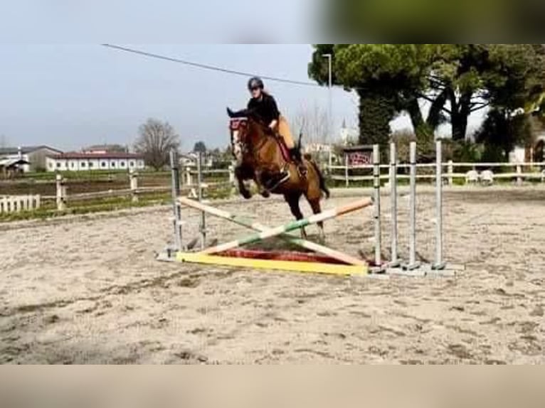 Thoroughbred Mare 20 years 15,2 hh Chestnut-Red in Sandrigo