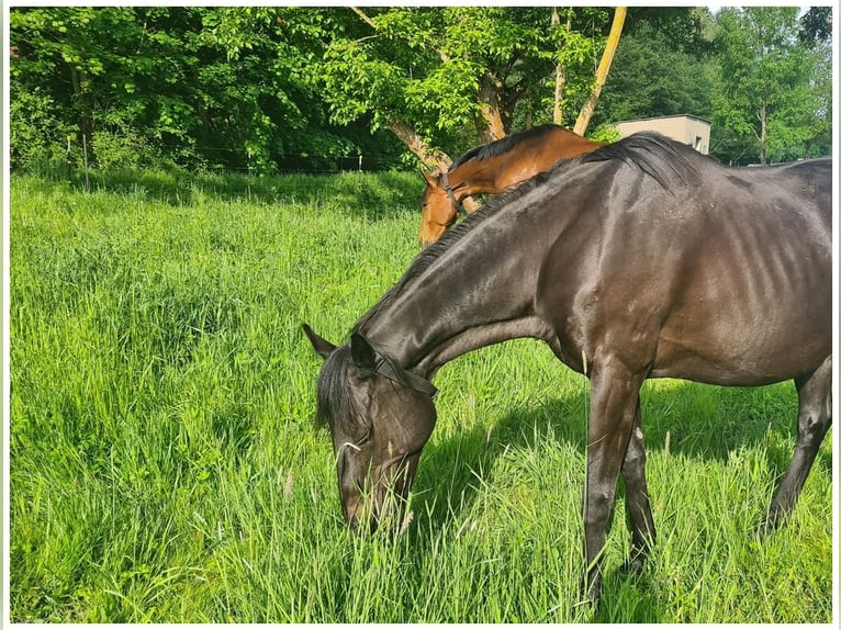 Thoroughbred Mare 20 years 15,3 hh Black in Neustadt