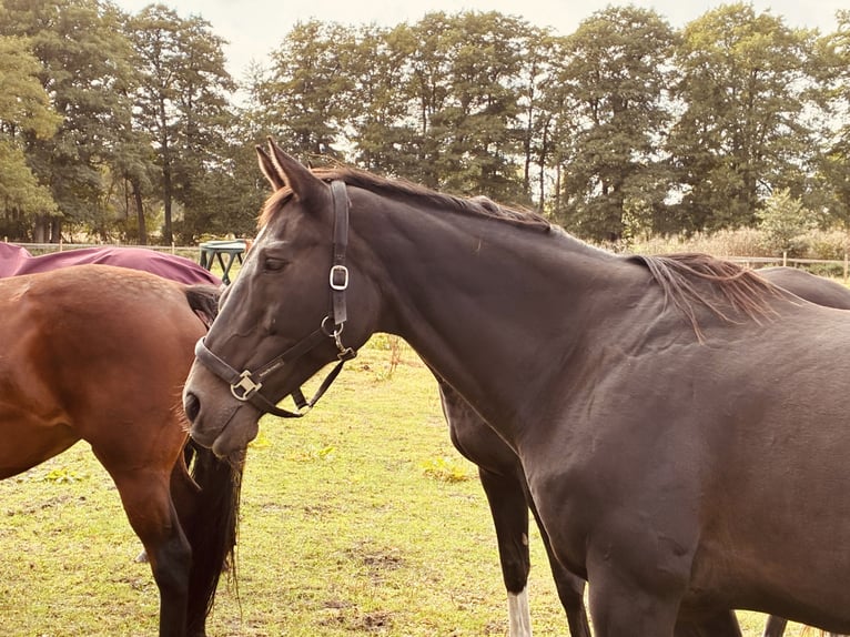 Thoroughbred Mare 20 years 16 hh Bay-Dark in Schneverdingen