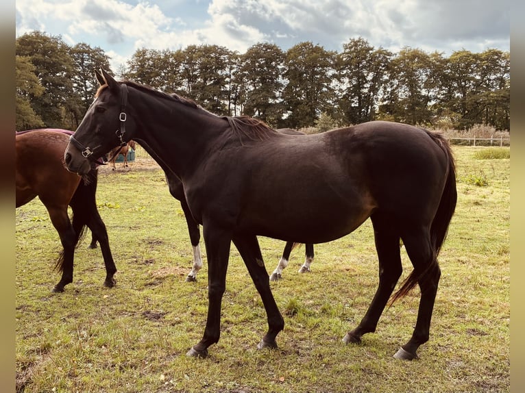 Thoroughbred Mare 20 years 16 hh Bay-Dark in Schneverdingen