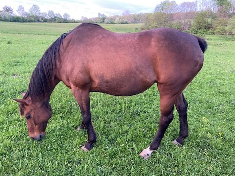 Thoroughbred Mare 20 years 16 hh Bay in Randolph, NY