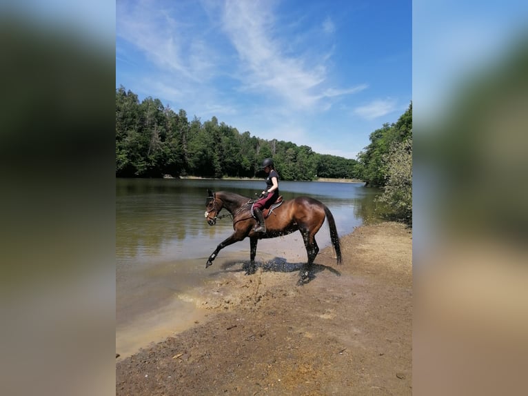 Thoroughbred Mare 20 years 16 hh Brown in Euskirchen