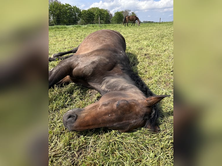 Thoroughbred Mare 20 years 16 hh Brown in Euskirchen
