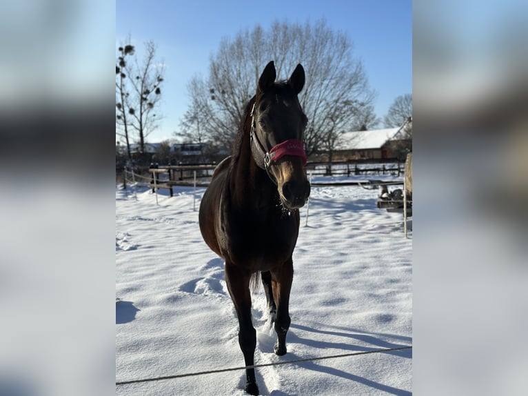 Thoroughbred Mare 20 years 16 hh Brown in Euskirchen
