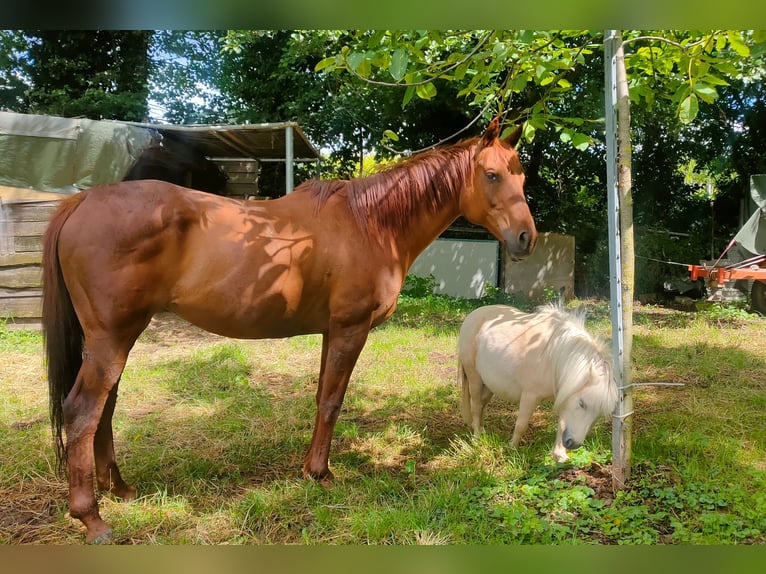 Thoroughbred Mare 21 years 15,1 hh Chestnut-Red in Neustadt an der Weinstraße